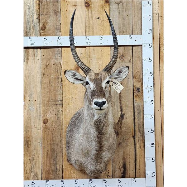 African Waterbuck Shoulder Mount Taxidermy