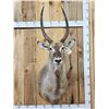 Image 1 : African Waterbuck Shoulder Mount Taxidermy