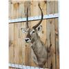 Image 2 : African Waterbuck Shoulder Mount Taxidermy
