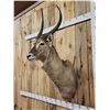 Image 3 : African Waterbuck Shoulder Mount Taxidermy
