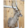Image 4 : African Waterbuck Shoulder Mount Taxidermy