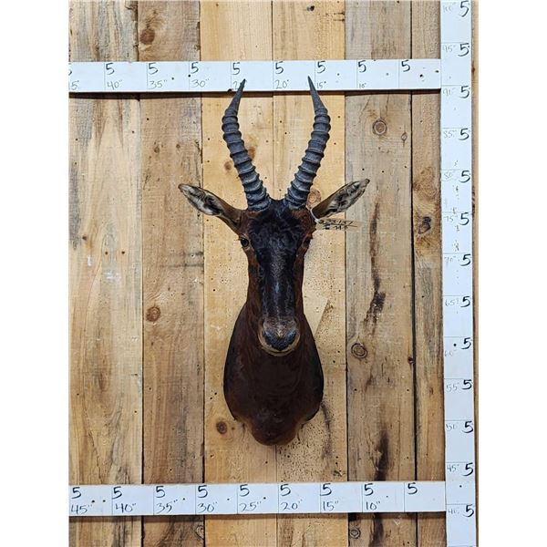African Topi Shoulder Mount Taxidermy