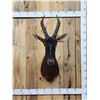 Image 1 : African Topi Shoulder Mount Taxidermy