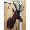 Image 2 : African Topi Shoulder Mount Taxidermy