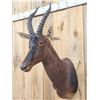 Image 3 : African Topi Shoulder Mount Taxidermy
