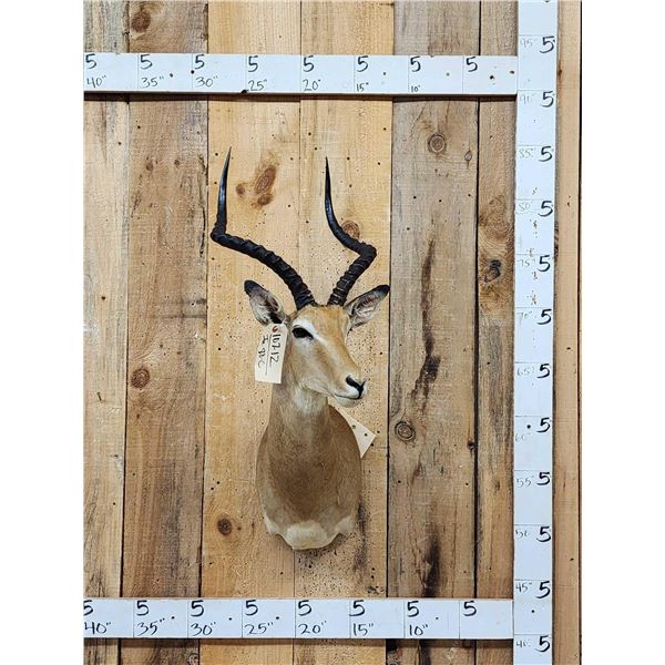 African Impala Shoulder Mount Taxidermy