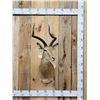 Image 1 : African Impala Shoulder Mount Taxidermy