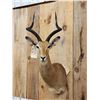 Image 2 : African Impala Shoulder Mount Taxidermy
