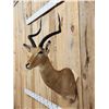 Image 3 : African Impala Shoulder Mount Taxidermy