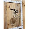 Image 4 : African Impala Shoulder Mount Taxidermy