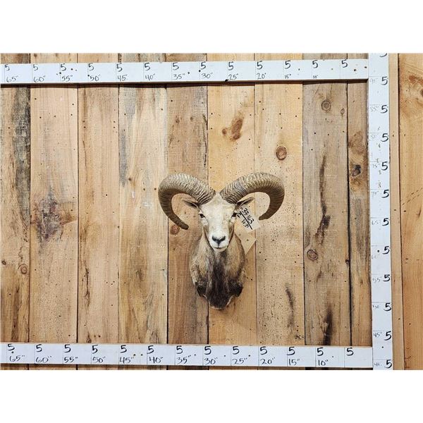 Red Sheep Ram Shoulder Mount Taxidermy