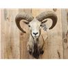 Image 2 : Red Sheep Ram Shoulder Mount Taxidermy