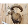 Image 3 : Red Sheep Ram Shoulder Mount Taxidermy