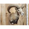 Image 4 : Red Sheep Ram Shoulder Mount Taxidermy