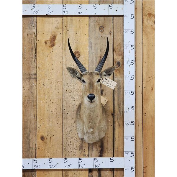 African Southern Reedbuck Shoulder Mount Taxidermy