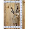 Image 1 : African Southern Reedbuck Shoulder Mount Taxidermy