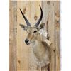 Image 2 : African Southern Reedbuck Shoulder Mount Taxidermy