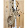 Image 3 : African Southern Reedbuck Shoulder Mount Taxidermy