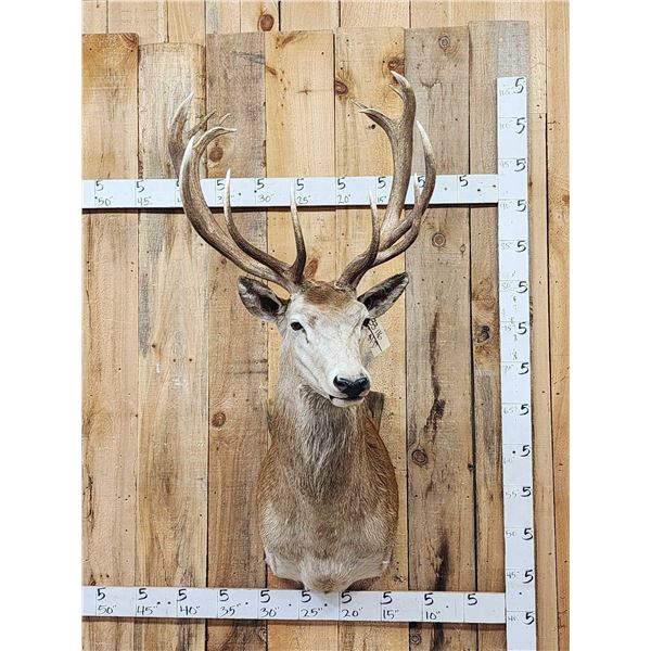 Nice Red Stag Shoulder Mount Taxidermy