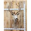 Image 1 : Nice Red Stag Shoulder Mount Taxidermy