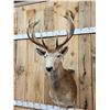Image 2 : Nice Red Stag Shoulder Mount Taxidermy