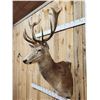 Image 3 : Nice Red Stag Shoulder Mount Taxidermy