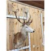 Image 4 : Nice Red Stag Shoulder Mount Taxidermy