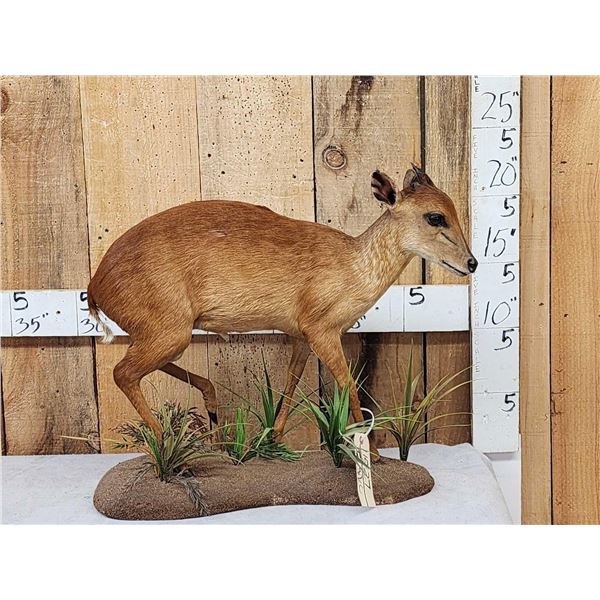 African Red Duiker Full Body Taxidermy Mount