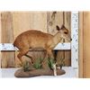 Image 1 : African Red Duiker Full Body Taxidermy Mount