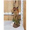 Image 2 : African Red Duiker Full Body Taxidermy Mount