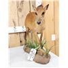 Image 3 : African Red Duiker Full Body Taxidermy Mount