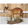 Image 4 : African Red Duiker Full Body Taxidermy Mount