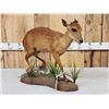 Image 5 : African Red Duiker Full Body Taxidermy Mount