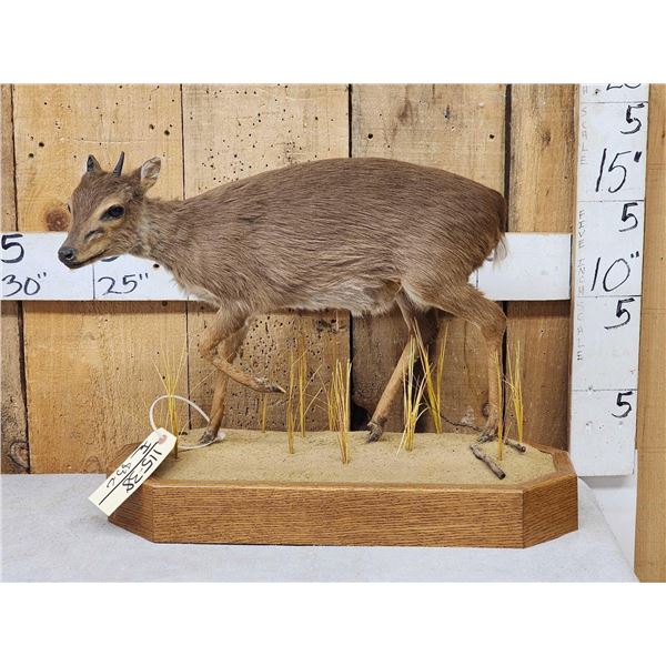 African Blue Duiker Full Body Taxidermy Mount