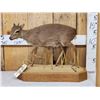 Image 1 : African Blue Duiker Full Body Taxidermy Mount