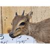 Image 2 : African Blue Duiker Full Body Taxidermy Mount