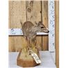 Image 3 : African Blue Duiker Full Body Taxidermy Mount