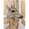 Image 4 : African Blue Duiker Full Body Taxidermy Mount