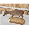 Image 5 : African Blue Duiker Full Body Taxidermy Mount