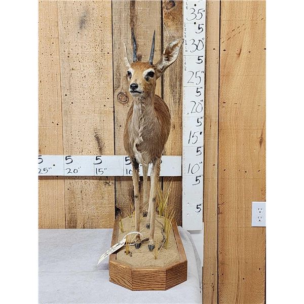 African Steinbok Duiker Full Body Taxidermy Mount