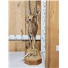 Image 1 : African Steinbok Duiker Full Body Taxidermy Mount
