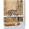 Image 2 : African Steinbok Duiker Full Body Taxidermy Mount
