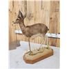 Image 3 : African Steinbok Duiker Full Body Taxidermy Mount