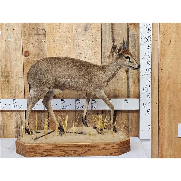 African Duiker Full Body Taxidermy Mount
