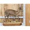 Image 1 : African Duiker Full Body Taxidermy Mount