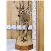 Image 2 : African Duiker Full Body Taxidermy Mount
