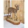 Image 3 : African Duiker Full Body Taxidermy Mount