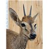 Image 4 : African Duiker Full Body Taxidermy Mount