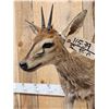 Image 5 : African Duiker Full Body Taxidermy Mount