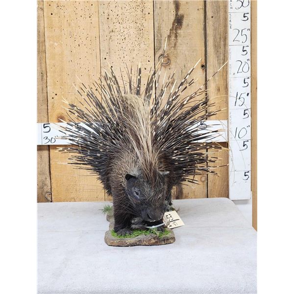 African Porcupine Full Body Taxidermy Mount